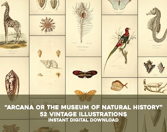 May include: A collection of 52 vintage illustrations of various animals, insects, and sea creatures. The illustrations are in a detailed, realistic style and are printed on a cream-colored background. The illustrations include a giraffe, a seahorse, a butterfly, a bird, and a fish.