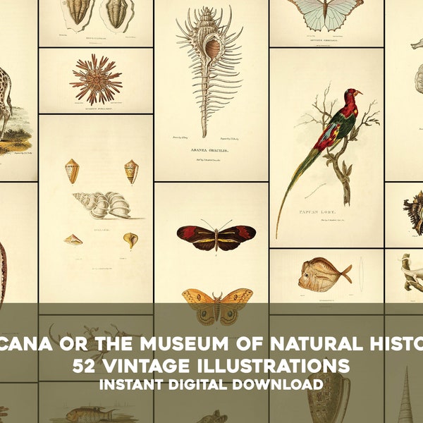 52 Arcana Natural History Animal Illustrations | Image Bundle Printable Wall Art Bundle | Instant Digital Download Commercial Use