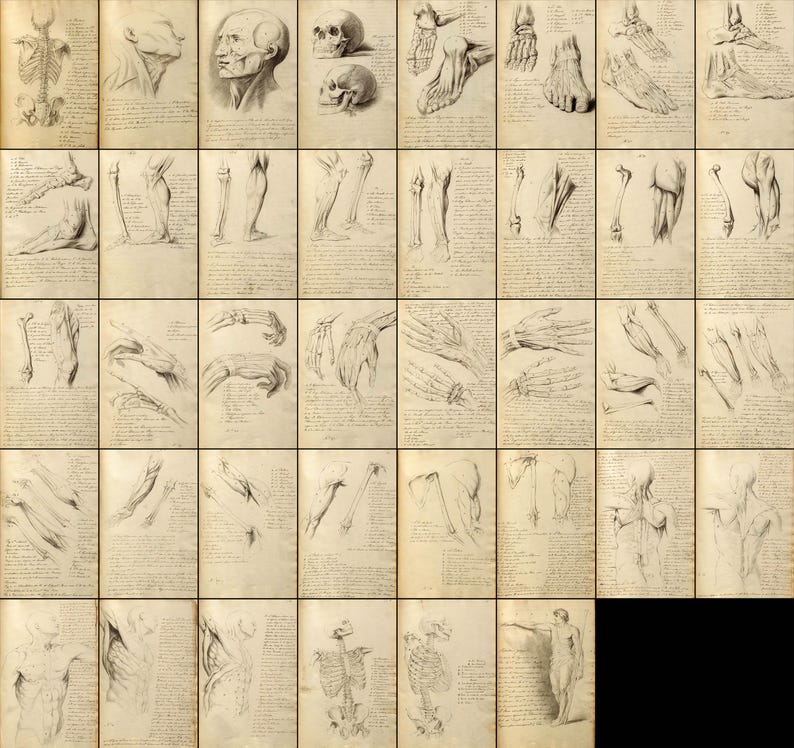 38 Anatomical Drawings Notebook Pages Sketches | Vintage Image Bundle ...