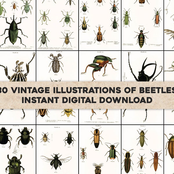 30 Cool Pages Natural History of Beetles Illustrations | Image Bundle Printable Wall Art | Instant Digital Download Commercial Use