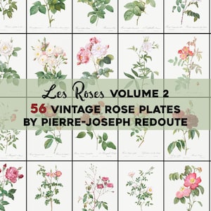 Vintage Rosen Illustrationen Vol. 2 Druckbare Wandkunst Bundle Digitaler Download Botanische Blumen Natur Landschaft Garten Blumen Kommerzielle Nutzung
