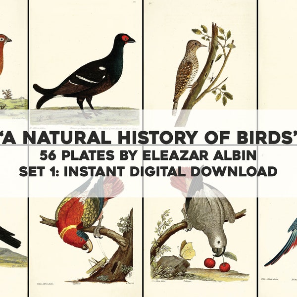 56 Restored Birds Illustrations Natural History | HQ Image Bundle Printable Wall Art | Instant Digital Download commercial use 1