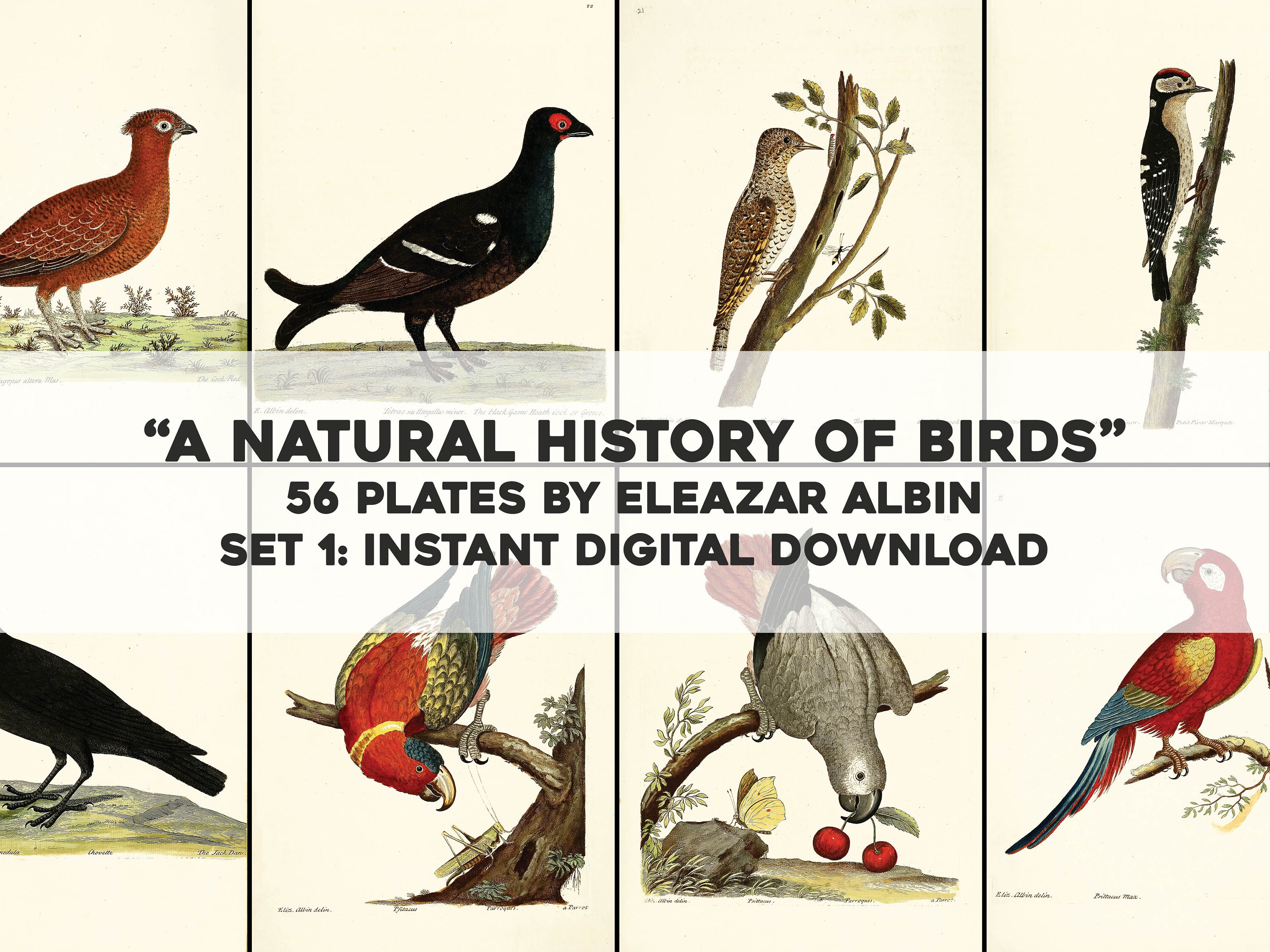 56 Restored Birds Illustrations Natural History | HQ Image