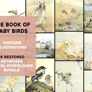 18 Sweet Baby Bird Illustrations Image haute résolution/Printable Wall Art Bundle vintage Illustrations Téléchargement numérique Utilisation commerciale