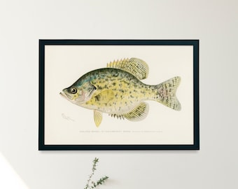 Crappie Fish Illustration Print | Single Printable Wall Art | Fishes of North America | Vintage Fishing Fly Fisherman Digital Download