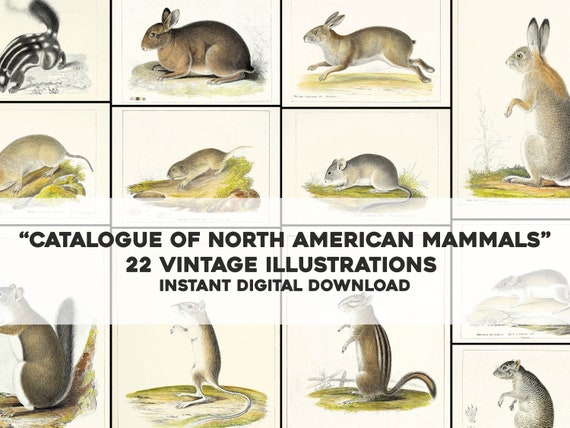洋書 CLASSIC NATURAL HISTORY PRINTS MAMMALS Natural History Art, Mammals, Various Animals, Illustration