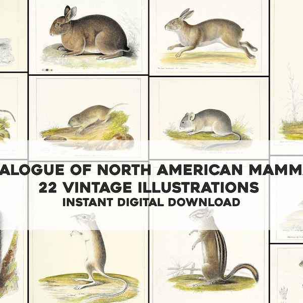 22 Cool North American Mammal Animal Illustrations | Image Bundle Printable Wall Art Bundle | Instant Digital Download Commercial Use
