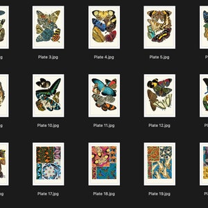 May include: A collection of 20 plates featuring detailed illustrations of butterflies in various colors and patterns. Each plate is labeled with a number from 1 to 20.