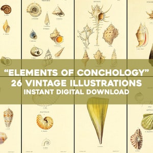 26 Conchology Muschel Illustrationen Naturgeschichte | Vintage Bild Bündel druckbare Wandkunst | Sofortiger digitaler Download Kommerzielle Nutzung