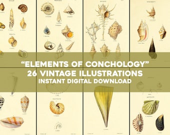 洋書 Shells - Classic Natural History Prints 洋書 Shells - Classic Natural History Prints Antique