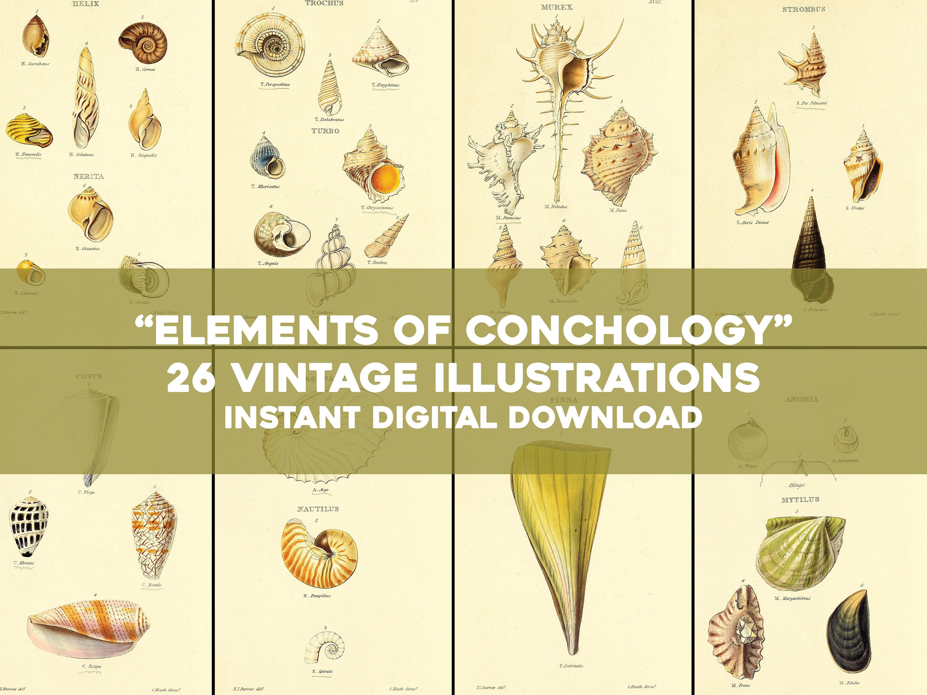 26 Conchology Sea Shell Illustrations Natural History