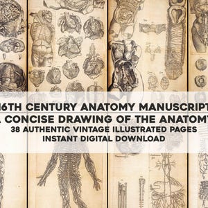 Könnte beinhalten: Ein Vintage-Anatomie-Illustrationsmanuskript aus dem 16. Jahrhundert. Der Titel lautet "A Concise Drawing of the Anatomy". Das Manuskript enthält 38 Seiten mit detaillierten anatomischen Zeichnungen.