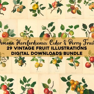 Vintage Fruit Botanical Illustrations Printable Wall Art Bundle Digital Download Collage Kit Apples Floral Ephemera Flower Commercial Use
