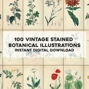 100 illustrations de plantes médicinales colorées vintage | HQ Image Bundle Art mural imprimable | Téléchargement numérique instantané | Un usage commercial