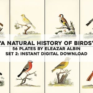 56 Restored Birds Illustrations Natural History | HQ Image Bundle Printable Wall Art | Instant Digital Download commercial use 2