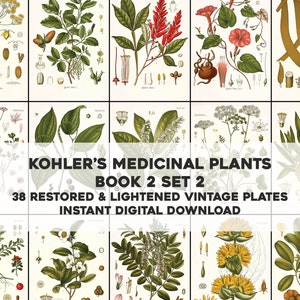 38 Whitened Kohler's Medicinal Plant Illustrations Book 2 Set 2 | HQ Image Bundle | Instant Digital Download | Physical Commercial Use