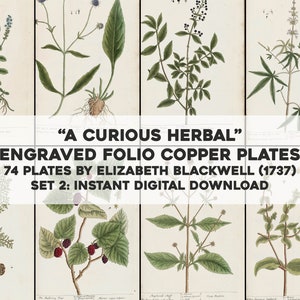 74 Curious Herbal Medicinal Plant Botanical Illustrations | HQ Image Bundle Printable | Instant Digital Download | Physical Commercial Use 2