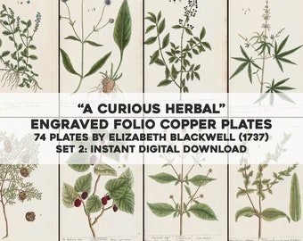 74 Curious Herbal Medicinal Plant Botanical Illustrations | HQ Image Bundle Printable | Instant Digital Download | Physical Commercial Use 2