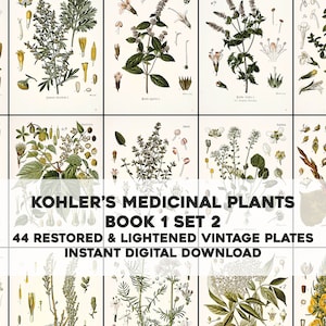 44 Whitened Kohler's Medicinal Plant Illustrations Book 1 Set 2 | HQ Image Bundle | Instant Digital Download | Physical Commercial Use