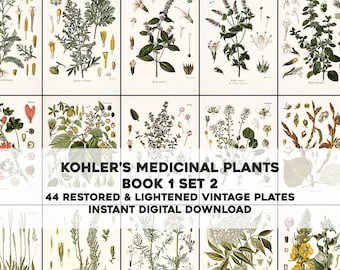 44 Whitened Kohler's Medicinal Plant Illustrations Book 1 Set 2 | HQ Image Bundle | Instant Digital Download | Physical Commercial Use