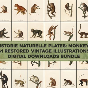 61 Monkeys! Histoire Naturelle Vintage Illustrations High Resolution Images/Printable Wall Art Bundle Digital Download Commercial Use