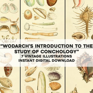 May include: Seven vintage illustrations of various seashells, including a nautilus, a spiny murex, and a variety of bivalves. The illustrations are in a detailed, realistic style and are printed on a cream-colored background. The text "WODARCH'S INTRODUCTION TO THE STUDY OF CONCHOLOGY" is printed at the top of the image.