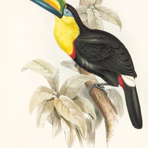 May include: A colorful illustration of a toucan perched on a branch. The toucan has a large, bright yellow beak with black, red, and green accents. The toucan's body is black with a red breast and white undertail coverts. The toucan is surrounded by green leaves. The illustration is titled "Ramphastos Carinatus (Swains)  Sharp-billed Toucan."