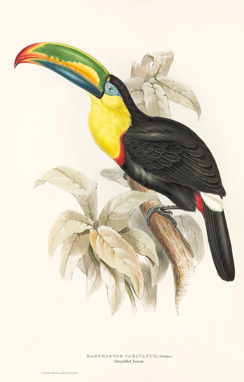 May include: A colorful illustration of a toucan perched on a branch. The toucan has a large, bright yellow beak with black, red, and green accents. The toucan's body is black with a red breast and white undertail coverts. The toucan is surrounded by green leaves. The illustration is titled "Ramphastos Carinatus (Swains)  Sharp-billed Toucan."