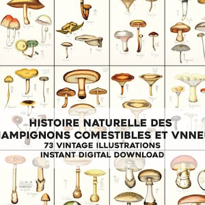 73 Edible & Poisonous Mushroom Illustrations Histoire Naturelle  | HQ Image Bundle Printable Art | Instant Digital Download Commercial Use