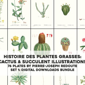 76 Wunderschöne Kaktus Sukkulenten Kakteen & Gräser Illustrationen | HQ Image Bundle druckbare Wandkunst | Sofortiger digitaler Download Kommerzielle Nutzung 1