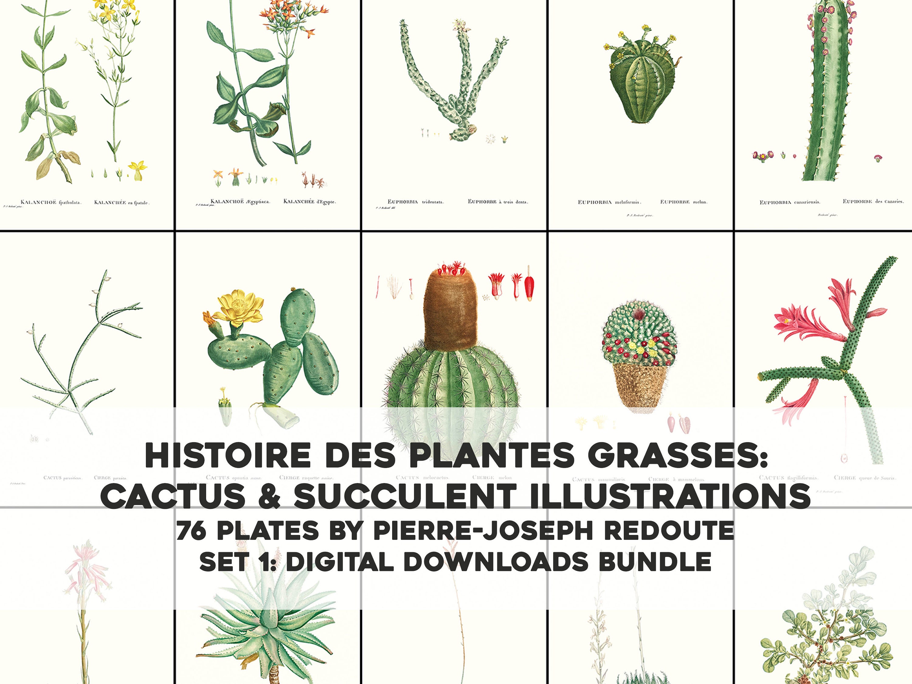 76 Beautiful Cactus Succulent Cacti & Grasses Illustrations | HQ