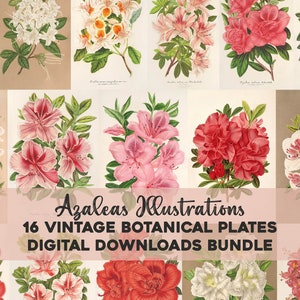 Vintage Azalea illustrazioni stampabile Wall Art Bundle download digitale Collage Kit botanico floreale Ephemera giardino fiori uso commerciale