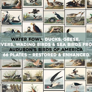 Water Fowl, Wading & Sea Birds Plates From Audubon&#39;s Birds of America Printable Wall Art Bundle Illustrations Digital Download Flamingo Duck
