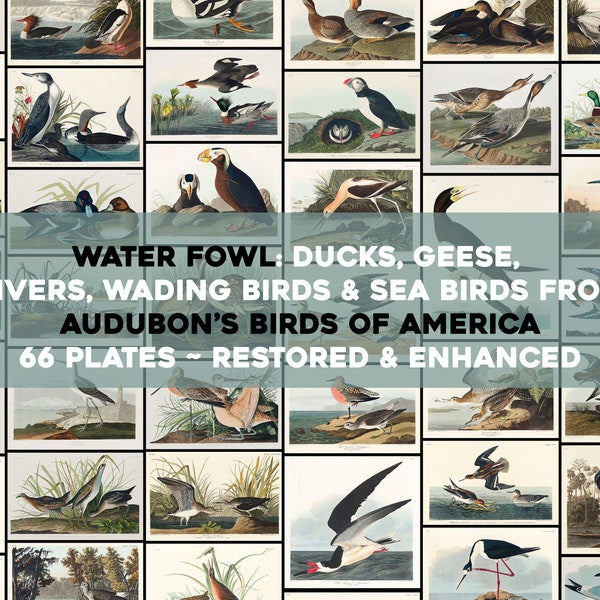 Water Fowl, Wading & Sea Birds Plates From Audubon's Birds of America Printable Wall Art Bundle Illustrations Digital Download Flamingo Duck