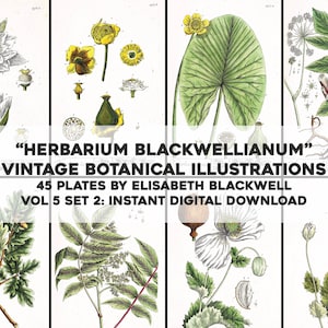 Herbarium Blackwellianum Set 6 - 45 Restored Botanical Images | HQ Image Bundle Printable Wall Art | Instant Digital Download Commercial Use