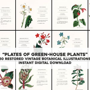 50 pratos de plantas com efeito de estufa | Pacote de 50 imagens vintage restauradas para impressão | Download digital instantâneo para uso comercial