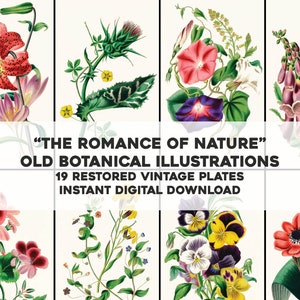 自然のロマンス 19 の花の画像 | 復元されたビンテージ画像バンドル | インスタントデジタルダウンロード 商用利用