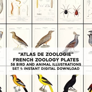 May include: A set of 58 vintage French zoology illustrations featuring birds and animals. The illustrations are in black and white and color, and they are printed on a white background. The title of the set is "Atlas de Zoologie" and the text "French Zoology Plates" is also included. The text "58 Bird and Animal Illustrations" and "Set 1: Instant Digital Download" is also included.
