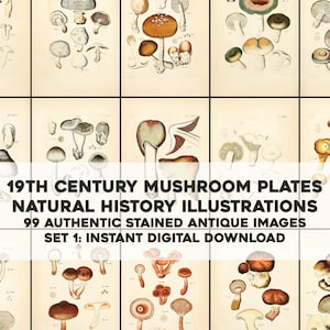 Könnte beinhalten: Ein Set mit 99 Vintage-Pilzillustrationen, die detaillierte Zeichnungen verschiedener Pilzarten zeigen. Die Illustrationen sind im Stil der Naturgeschichte gehalten und zeichnen sich durch wissenschaftliche Genauigkeit aus. Die Bilder eignen sich perfekt, um jedem Projekt einen Hauch von Vintage-Charme zu verleihen.