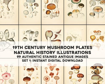 May include: A set of 99 vintage mushroom illustrations, featuring detailed drawings of various mushroom species. The illustrations are in a natural history style, with a focus on scientific accuracy. The images are perfect for adding a touch of vintage charm to any project.