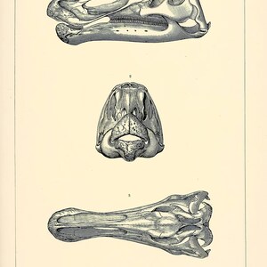 73 Awesome Dinosaur Bone Illustrations | HQ Image Bundle Printable Wall ...