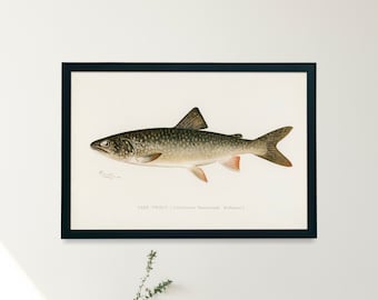 Lake Trout Fish Illustration Print | Single Printable Wall Art | Fishes of North America | Vintage Fishing Fly Fisherman Digital Download