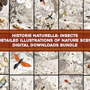 Einzigartige Insekten Illustrationen Bild Bundle druckbare Kunst digitaler Download | Vintage Botanische Blumen Natur Landschaft Luna Moth Ephemera