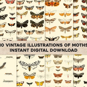 10 Vintage Moth Illustrationen Zygaeniae Bombyciae Nordamerika | Bild Bundle Druckbare Wandkunst | Sofortiger digitaler Download | Kommerzielle Nutzung