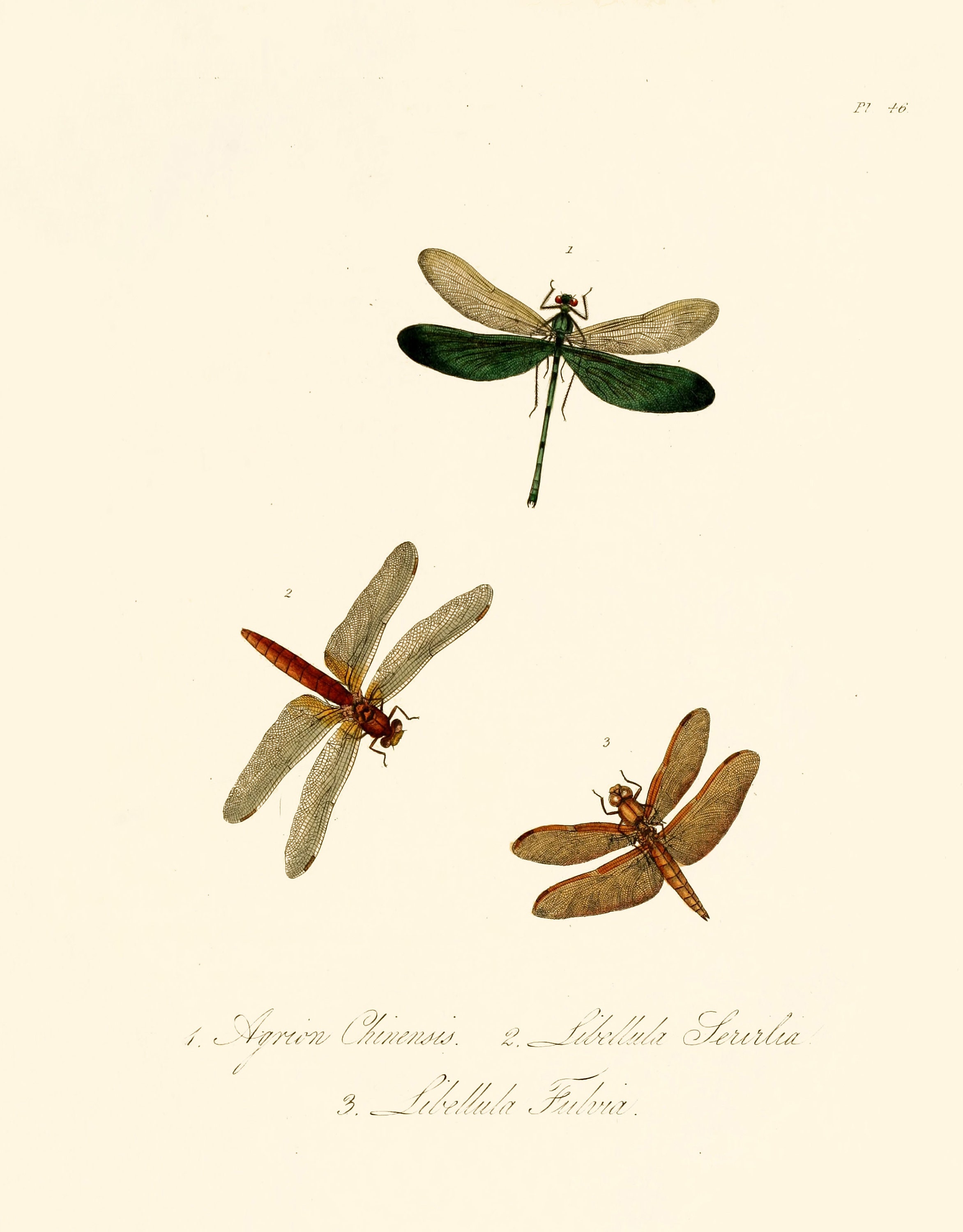 48 Vintage Images From Natural History Insects of China | Insect ...