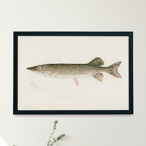 Northern Pike Fish Illustration Print | Single Printable Wall Art | Fishes of North America | Vintage Fishing Fly Fisherman Digital Download