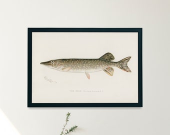 Northern Pike Fish Illustration Print | Single Printable Wall Art | Fishes of North America | Vintage Fishing Fly Fisherman Digital Download