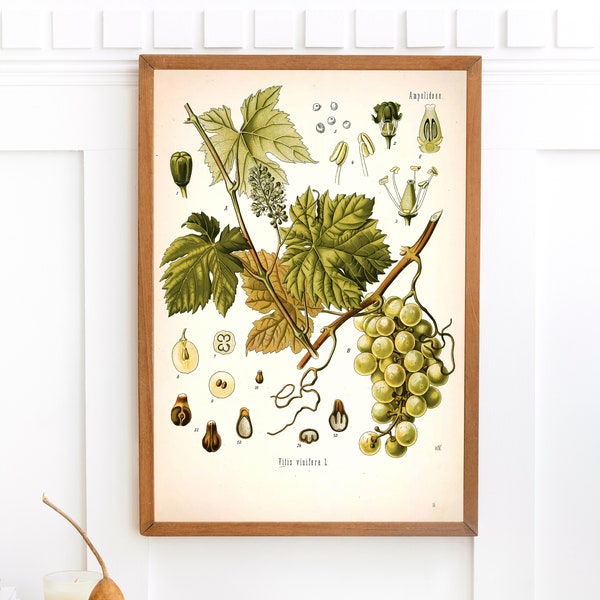 Grapevine Plant Print | Single Printable Wall Art | Kohler's Medicinal Plants | Vintage Botanical Flower Illustration Digital Download