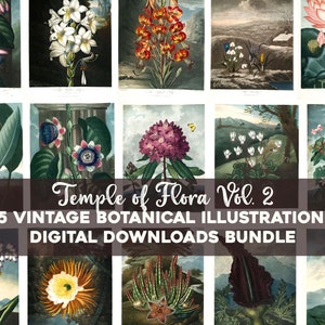 Tempio di Flora Illustrazioni botaniche d'epoca Stampabile Wall Art Bundle Download digitale Tulipani Fiori floreali Collage Kit Uso commerciale