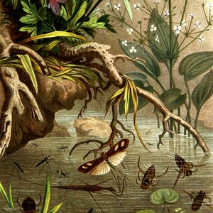 20 Awesome Insect Scenes and Illustrations Image Bundle Printable Art ...